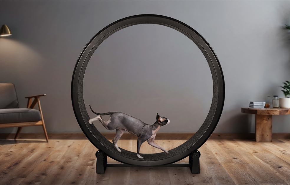 Amazon.com : One Fast Cat - Cat Exercise Wheel - Gen. 7 - Safe 48